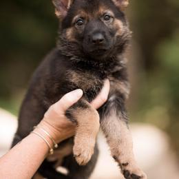 Ziva - Sable female German Shepherd puppy in Berwick, Maine from Vom Rindahaus Shepherds