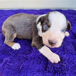 Hunter - Red tri-color male Australian Shepherd puppy in Charlotte, North Carolina from Awesome Aussies