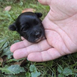 Bob - Black and white male Havanese puppy in Zanesville, Ohio from Charlotte Landry