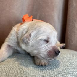 Mr Orange - Light golden male Golden Retriever puppy in Patterson, California from Trusted Valley Retrievers