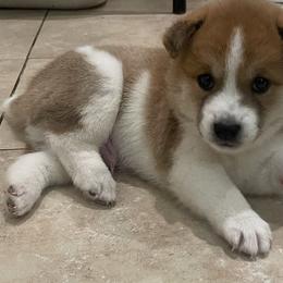 Caramel - Red male Shiba Inu puppy in Elizabeth, New Jersey from Shiba Inu Loving Care