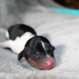 Princess Fiona - Piebald female Dachshund puppy in Midland, Texas from The Barefield Doxies