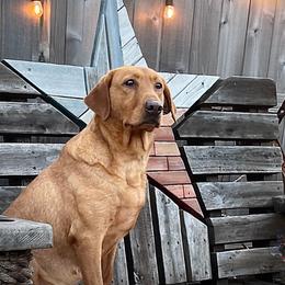 Brady - Labrador Retriever