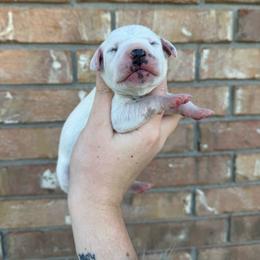 Ruckus - White and black female Dalmatian puppy in Mount Vernon, Missouri from Spots & Spirals