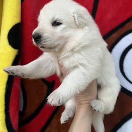 Berger Blanc Suisse and German Shepherd Puppies from Scenic Creek German Shepherds and White Swiss Shepherds