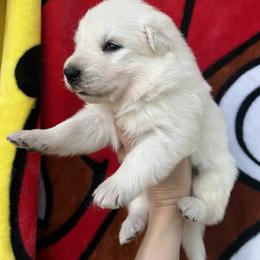 Berger Blanc Suisse and German Shepherd Puppies from Scenic Creek German Shepherds and White Swiss Shepherds