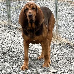Pearl - Bloodhound