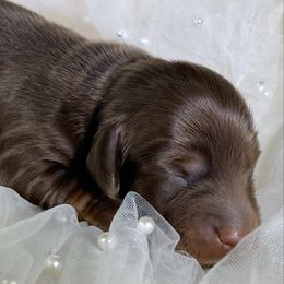 Michael - Chocolate and tan male Dachshund puppy in Oregon from SoCo Dachshunds