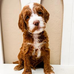 Bashful - Red  male Goldendoodle puppy in Peoria, Arizona from Cactus Doods