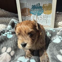 Havanese puppies from Harbor Of Hope Havanese