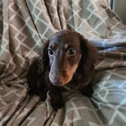 Dachshund Puppies from Walker's Dachshunds