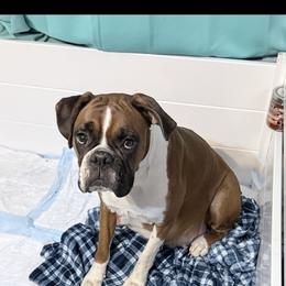 Winnie - Boxer