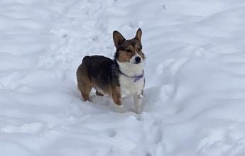 Hunnicutt Ranch Hunnicutt Ranch in Arkansas | Pembroke Welsh Corgi puppies | Good Dog