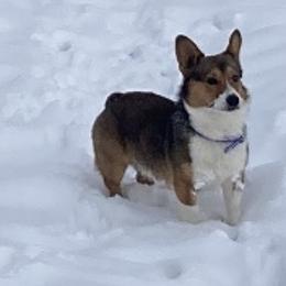 French Bulldogs and Pembroke Welsh Corgis from Hunnicutt Ranch