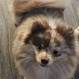 River - Pomeranian