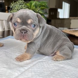 French Bulldogs and Poodles from Beautifulbabypups