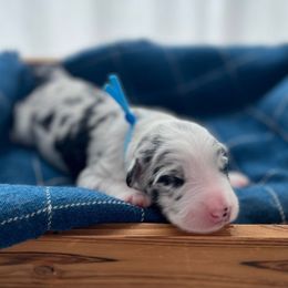 Glacier - White and blue merle female Bordoodle puppy in Valley Center, California from Circle R Valley Bordoodls