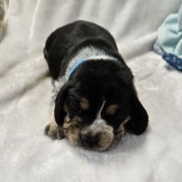 Blue boy - Black tan and redtick male Beagle puppy in Lore City, Ohio from Loves Kennel