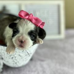 Doberman Pinschers and Mal-Shis from Tx Pups