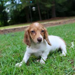 Tucker - Piebald male Dachshund puppy in Ben Lomond, Arkansas from Miesha Carver's Bulldogs