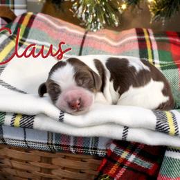 Claus - Liver white and roan male English Springer Spaniel puppy in Barnstead, New Hampshire from C & S Farms