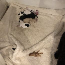 Poodle, Yorkipoo, and Yorkshire Terrier Puppies from Tuts Pups Cafe