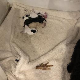 Poodle, Yorkipoo, and Yorkshire Terrier Puppies from Tuts Pups Cafe