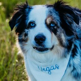 Miniature Australian Shepherds from Maddy McKinney