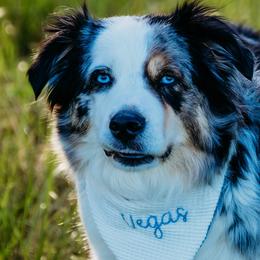 Miniature Australian Shepherds from Maddy McKinney