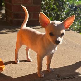Taco - Fawn and white male Chihuahua puppy in Amity, Pennsylvania from Baxters Chihuahuas