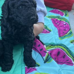 Bernedoodle Puppies from Krissy's Bernedoodles