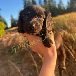 Dachshund Puppies from McJazzin Doxies