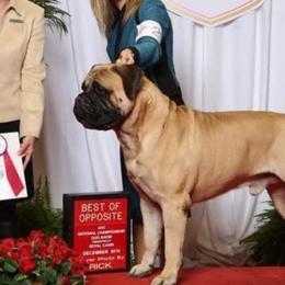 Bullmastiffs from Gracewood Bullmastiffs