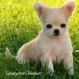 Chihuahua Puppies from Spunkypaws Chihuahuas
