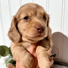 Chocolate Cream Dapple - Dapple female Dachshund puppy in Nampa, Idaho from Long_and_Low_Dachshunds
