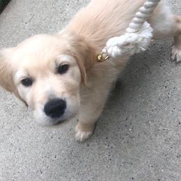 Golden Retriever Puppies from The Golden Court