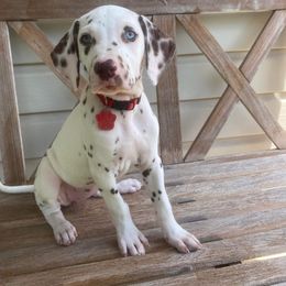 Dalmatian Puppies from Louisiana Roux Dalmatians