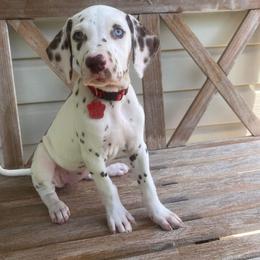 Dalmatian Puppies from Louisiana Roux Dalmatians