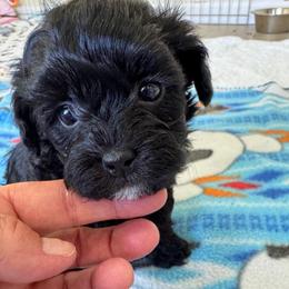 Mark - Black and silver male Havapoo puppy in Cedar Springs, Michigan from Pridespoodles