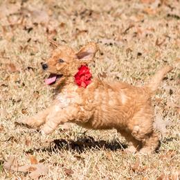 Goldendoodle Puppies from GoldenFido