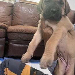Great Dane Puppies from Notorious Great Danes