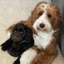 Australian Labradoodles from Forever Loyal Labradoodles