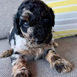Riptide - Merle male Goldendoodle puppy in Wyandotte, Oklahoma from Goldendoodles of NE OK