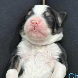 Chevy - Tri-color male Bernedoodle puppy in El Campo, Texas from Little Fur Friends Bernedoodles