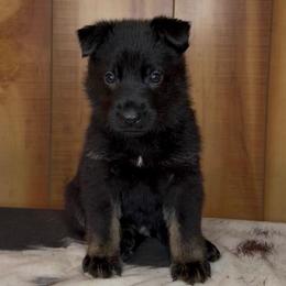 Retro - Black male German Shepherd puppy in Beech Grove, Arkansas from Ze Zadnich lesu