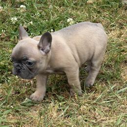 Angle - Blue fawn female French Bulldog puppy in Alabama from Southern Bulldogs