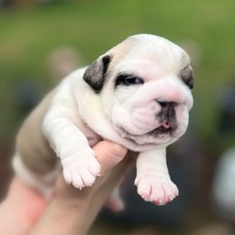 Bulldog Puppies from Sweet Rolls