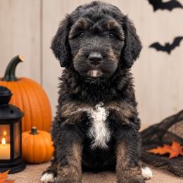 Wanda ( Scarlet Witch) - Phantom female Poodle puppy in Lecanto, Florida from Lecanto Puppy