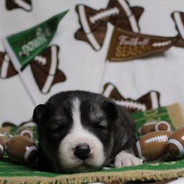 Yellow - Black and white male Siberian Husky puppy in York, Pennsylvania from Spalla Pups