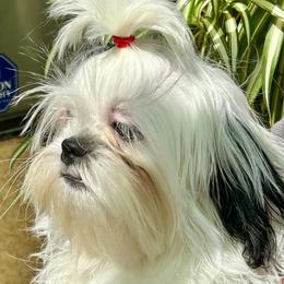 Chewy - Black and white male Shih Tzu puppy in Victorville, California from Precioustzus